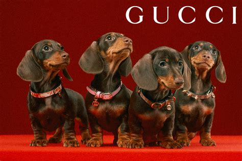 gucci petje is echt|gucci pets.